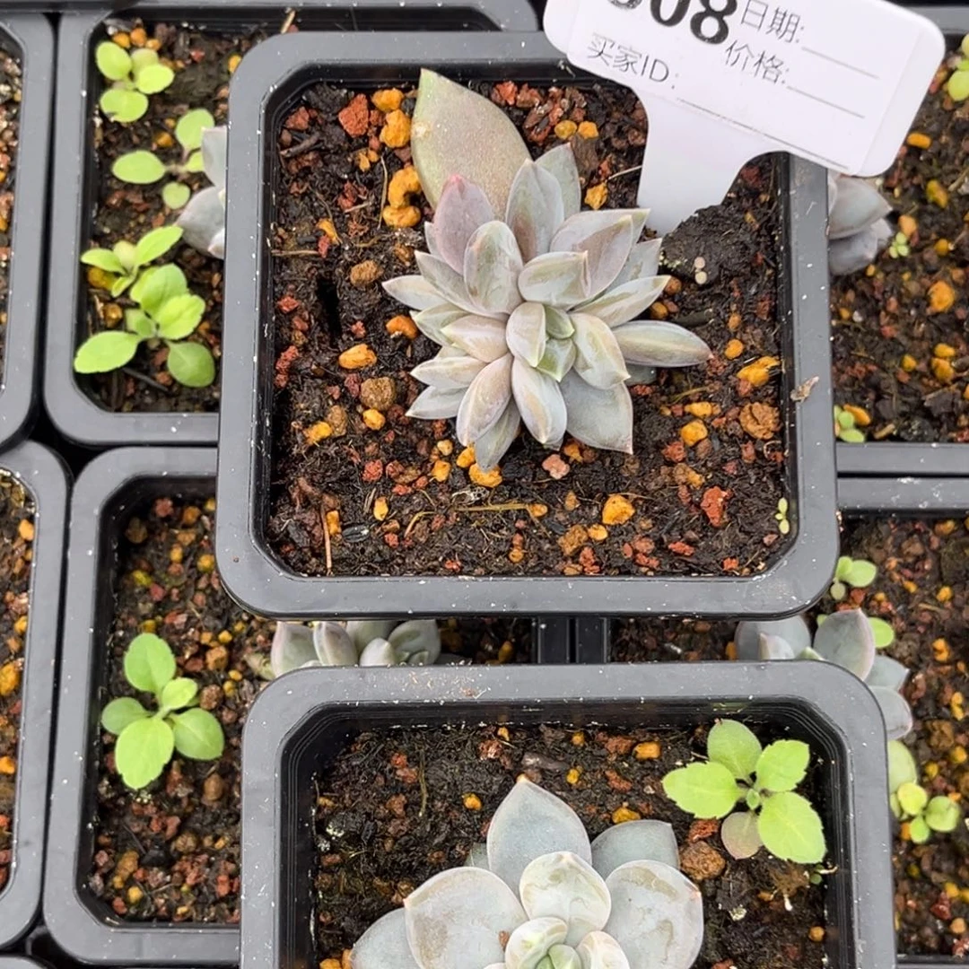 邀月多肉植物多头508