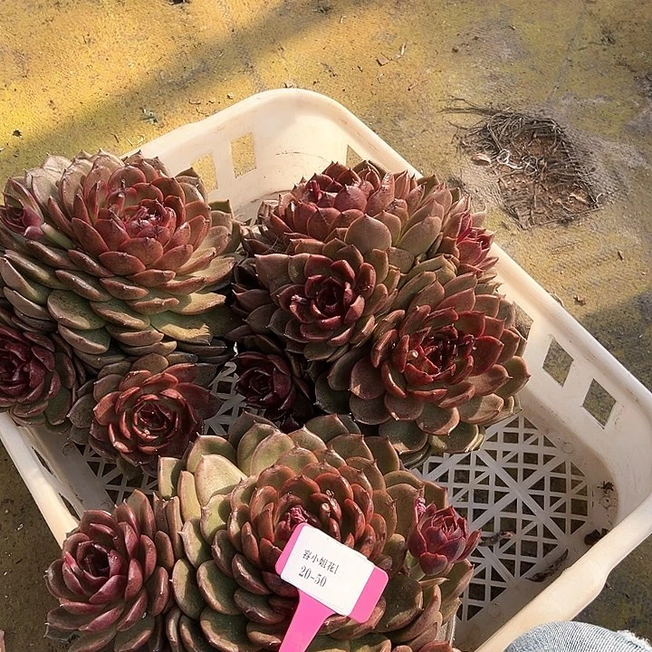 20.50黑橙一个脱土