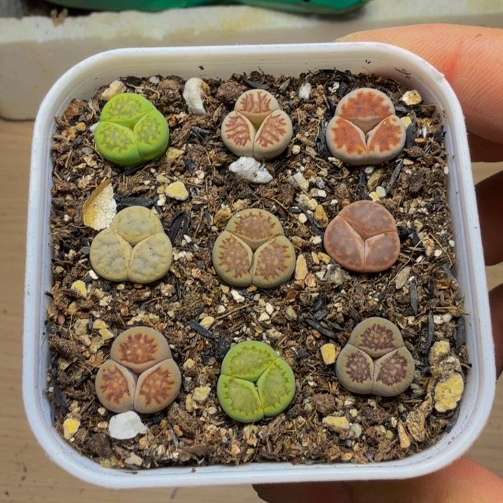 贵***姐多肉植物的生长发育16