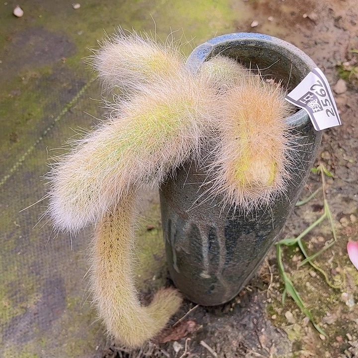 九尾狐2562多肉植物