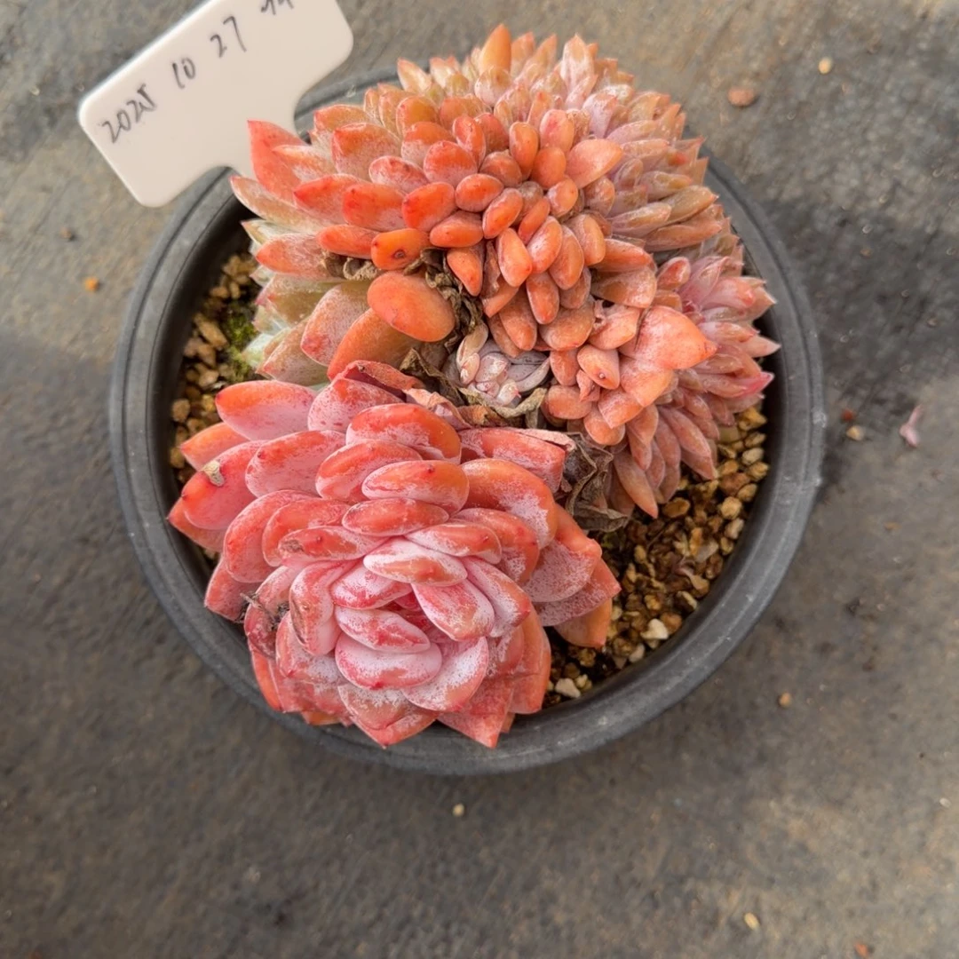 一物一拍星影缀94