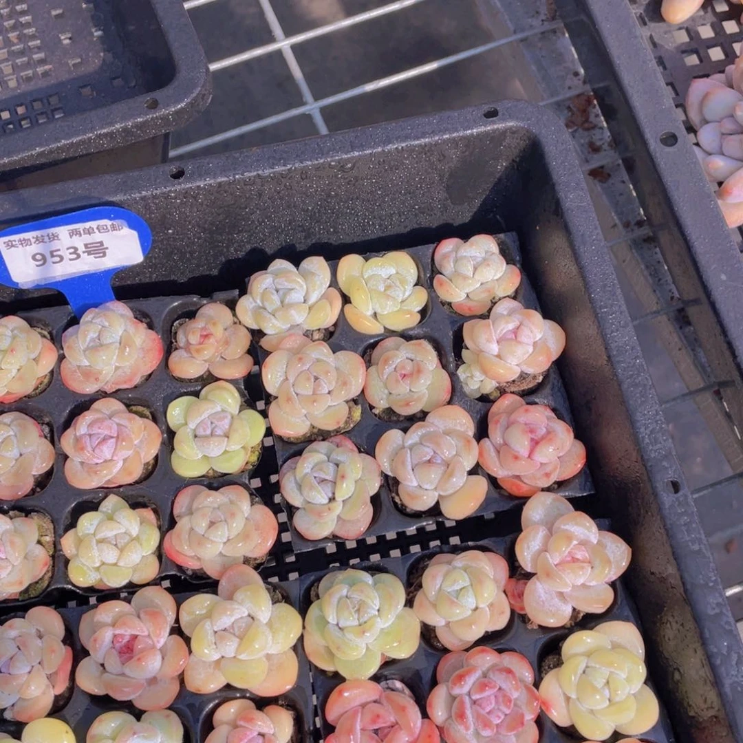 953号 珍妮冰透小白兔九个