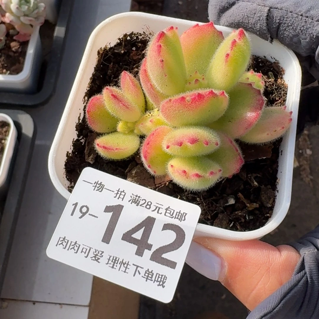 白熊无盆土发货无盆