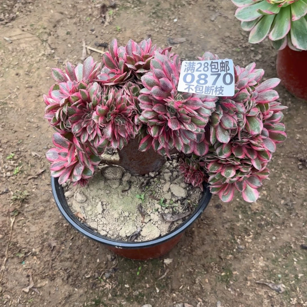 M. 870倾城缀多肉，有瑕疵