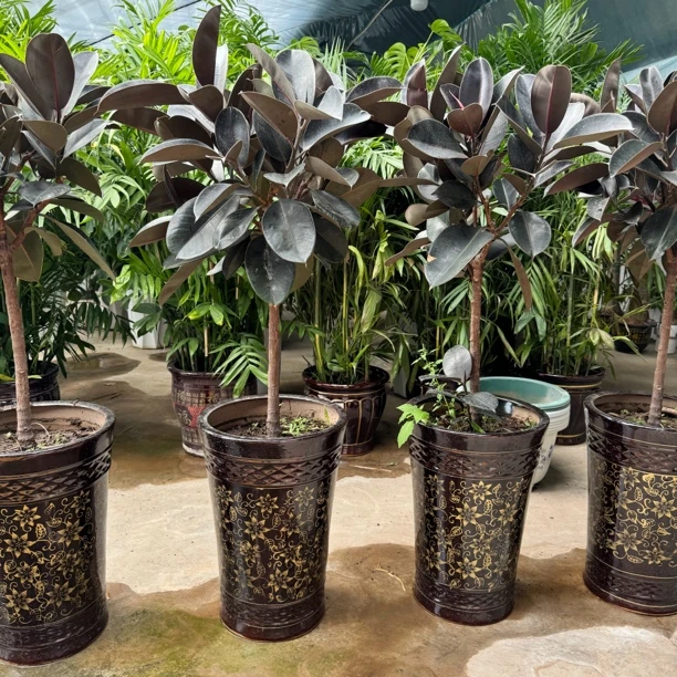 黑金刚橡皮树瓷盆1盆