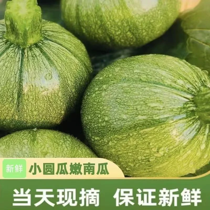 云南应季蔬菜小圆瓜鲜嫩南瓜新鲜青皮圆形嫩南瓜小圆瓜现摘新鲜