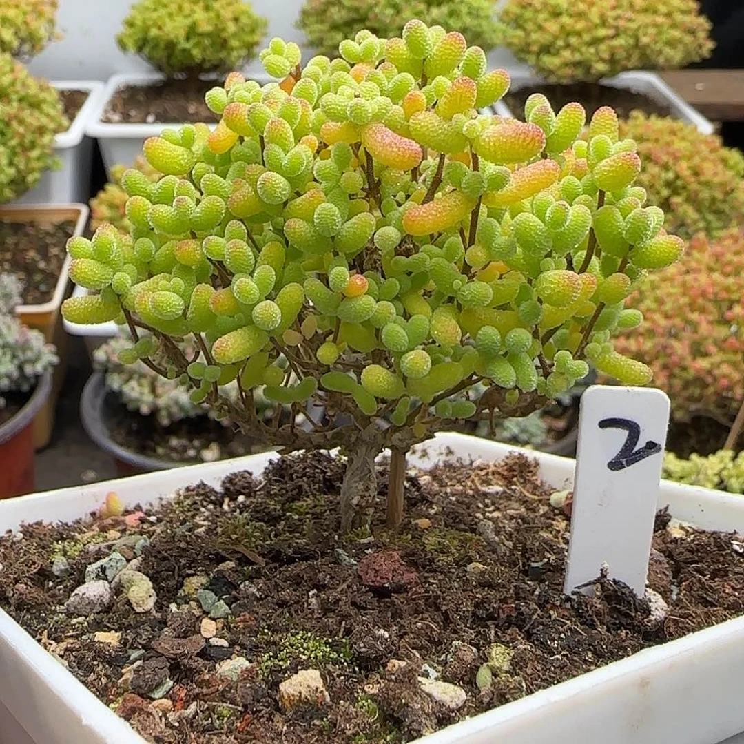 金桔糖球一物一拍