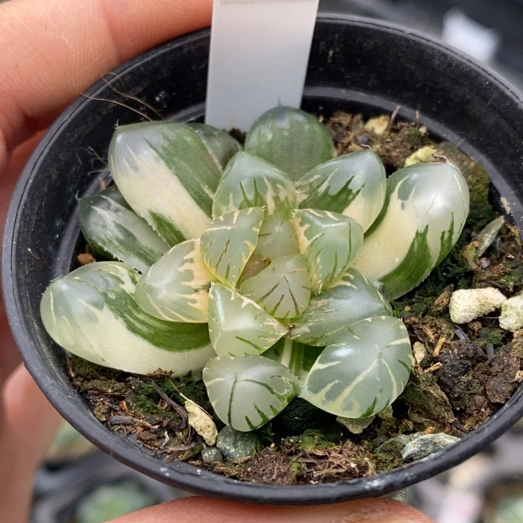 143号水中月玉露锦