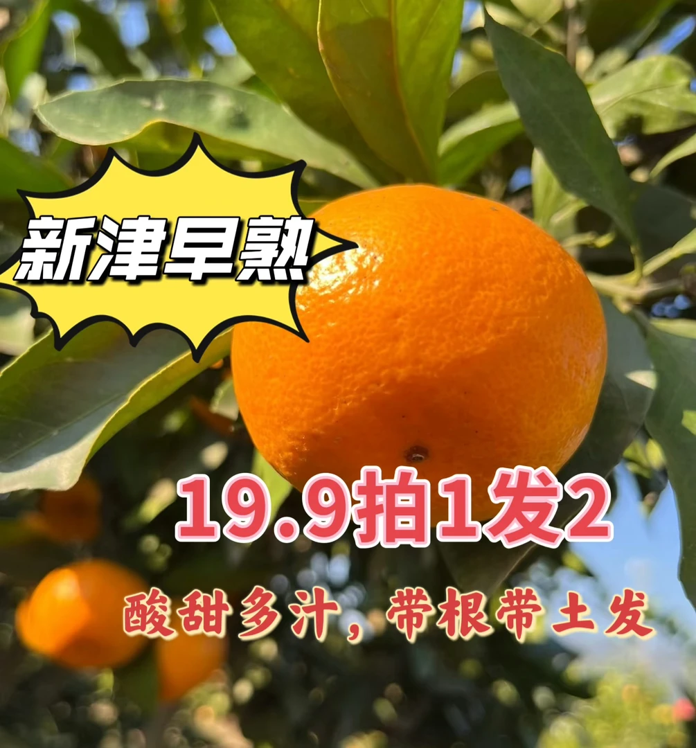 林瑞达苗木-新津早熟蜜橘苗，拍1发2，口感化渣