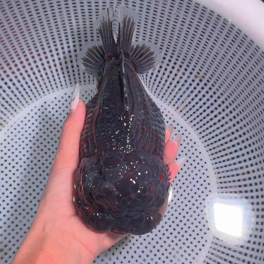 金鱼类不分公母15