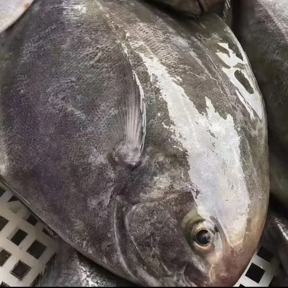 【顺丰直达】北海本港野生黑鲳鱼 乌鲳 速冻锁鲜发货