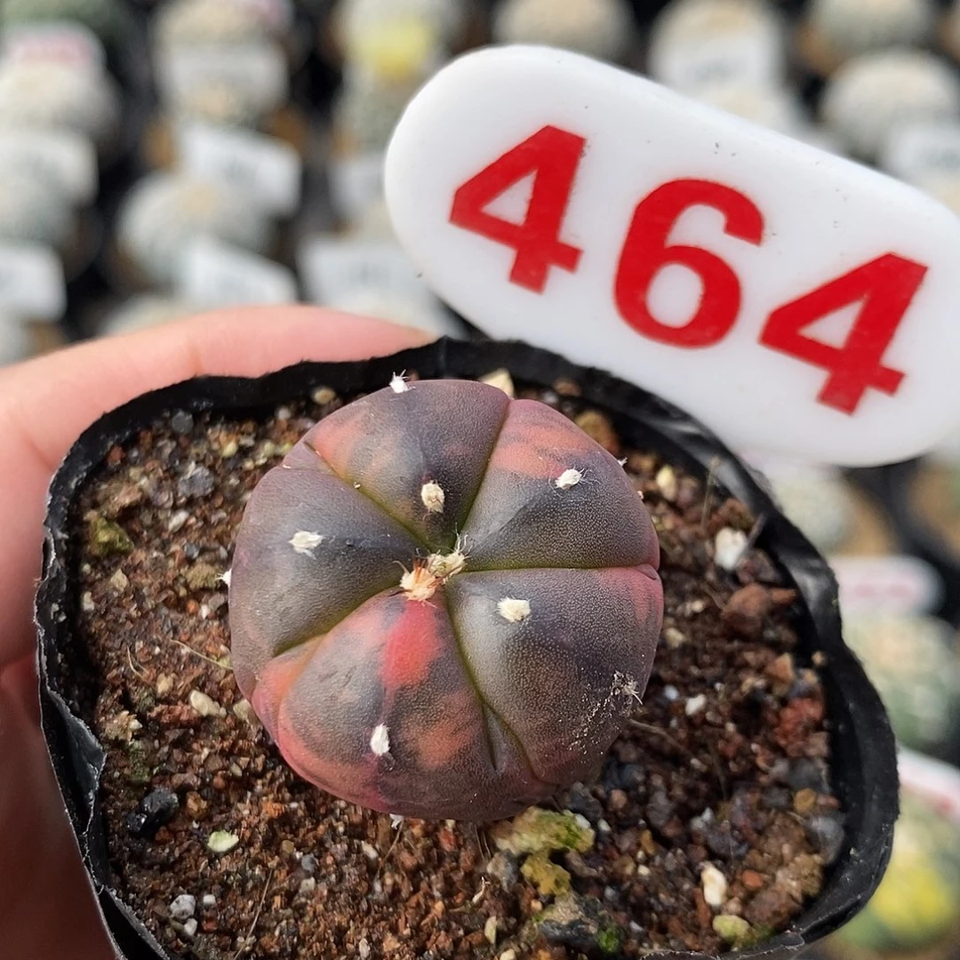 464五愣兜锦系列福利