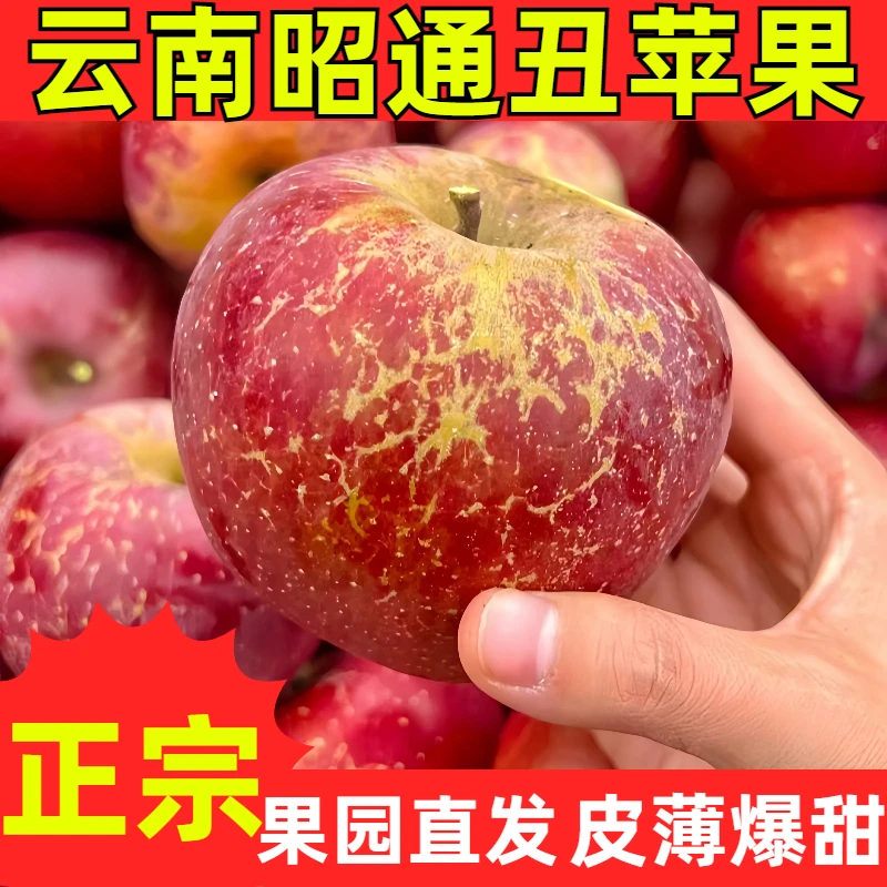 【丑苹果、云南昭通】高山苹果现摘现发 冰糖心果园直达