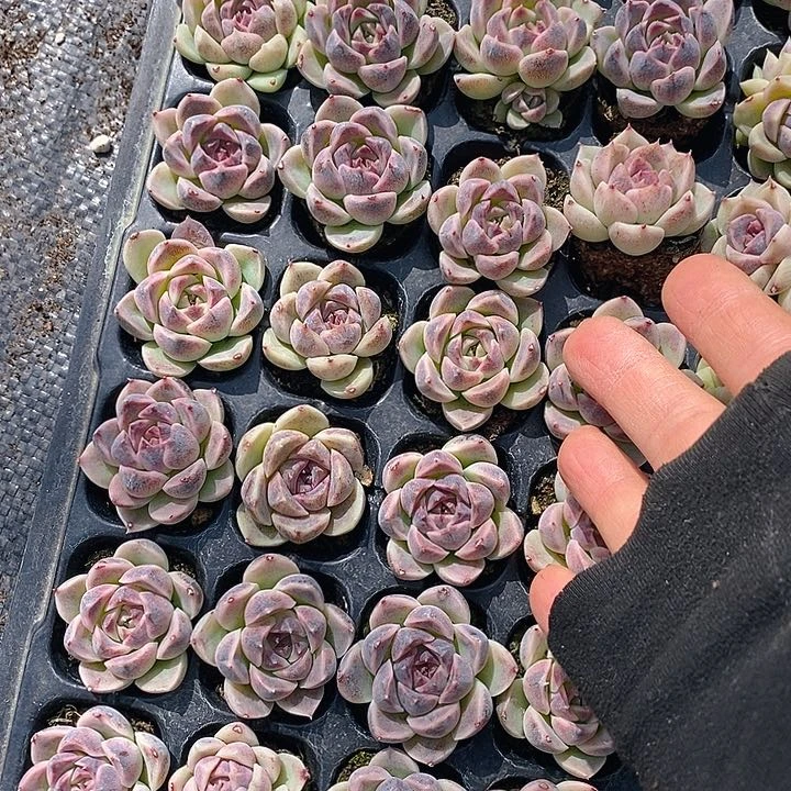 306 多肉植物盆栽花卉植物