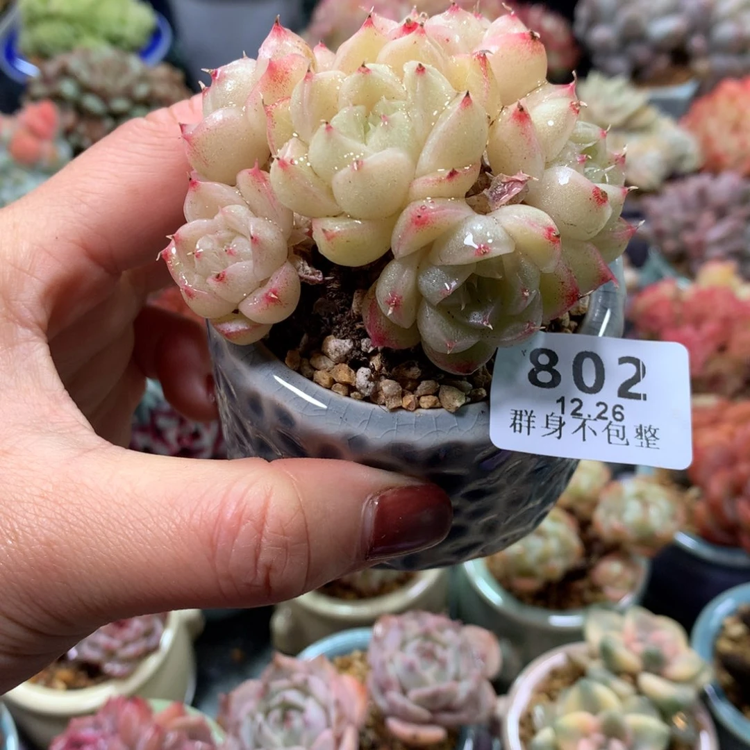 精控拇指盆12.26802