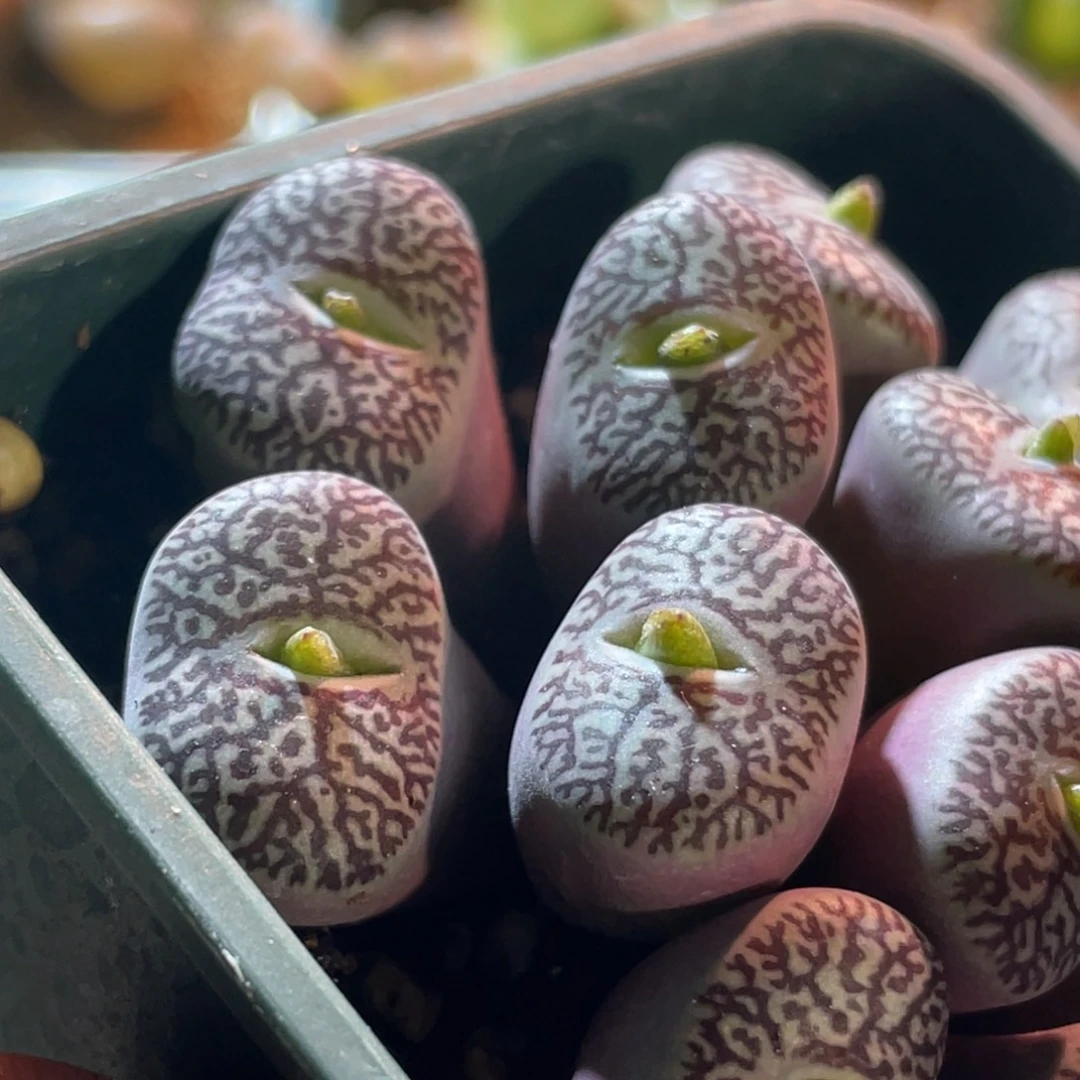 12头红文墨植物一物一拍