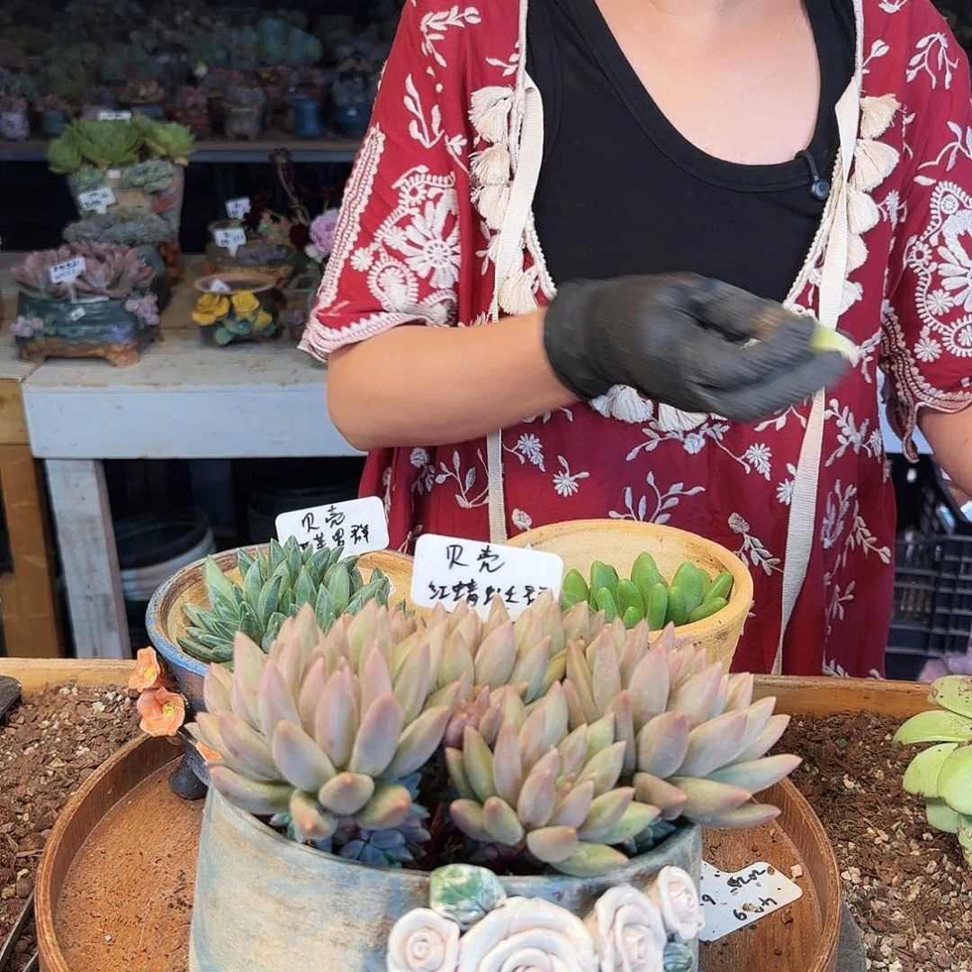 贝***壳贝壳，盆3个218       盆