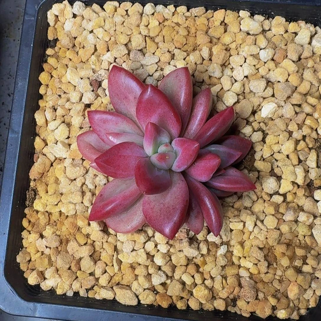 赫菲斯托 3头 一物一拍