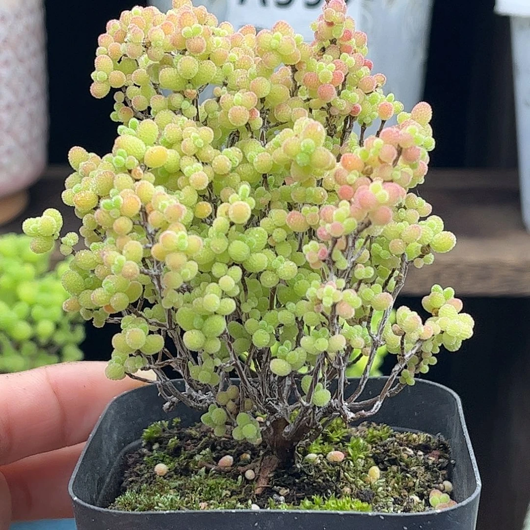 009蜜桔糖球优选枝干番杏