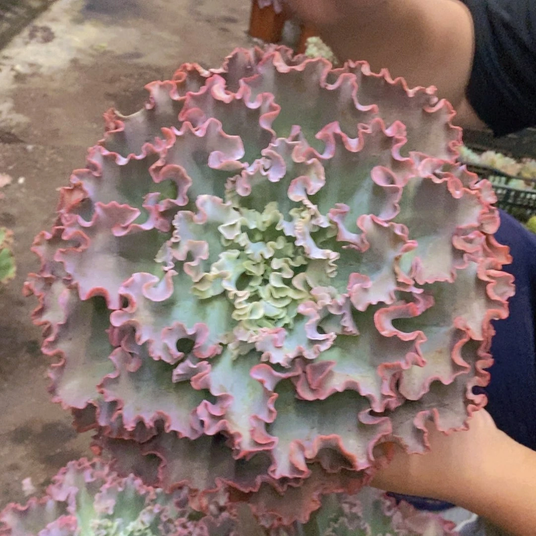 高沙之翁大单头老桩