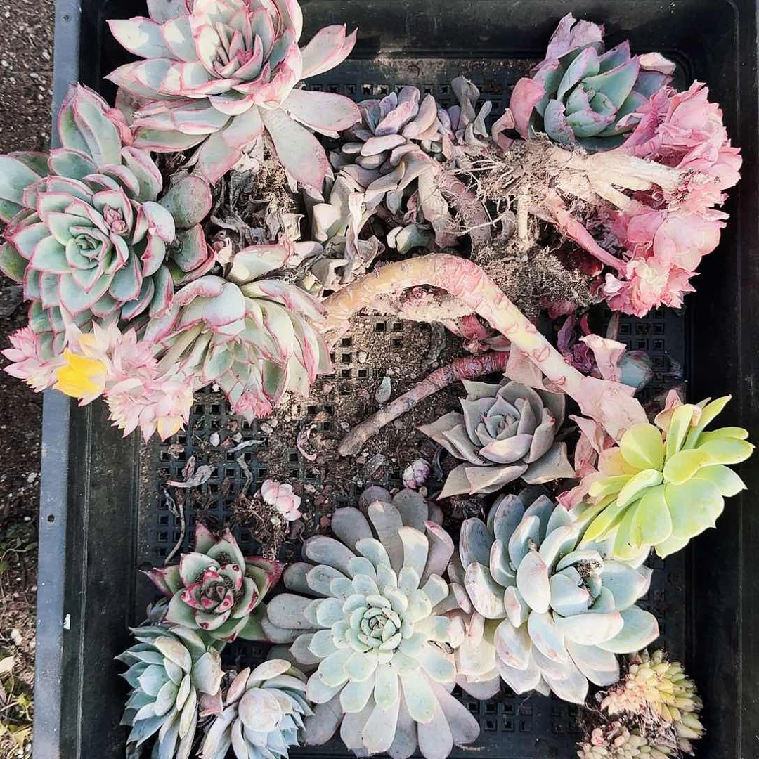 满20包邮零下拍保温箱25号无售后