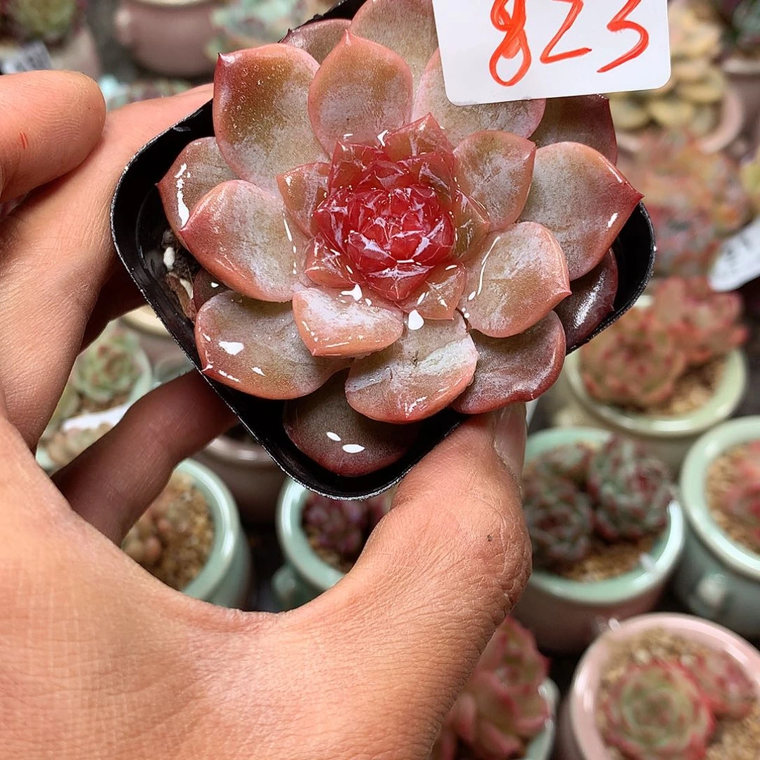 精控拇指盆9.24823