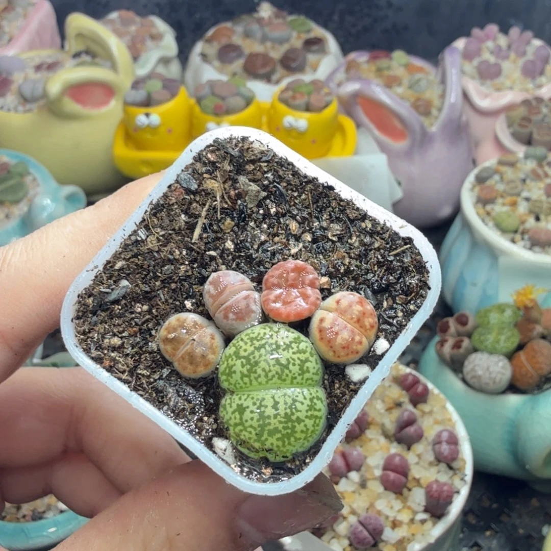 多肉葡萄的味道真的811