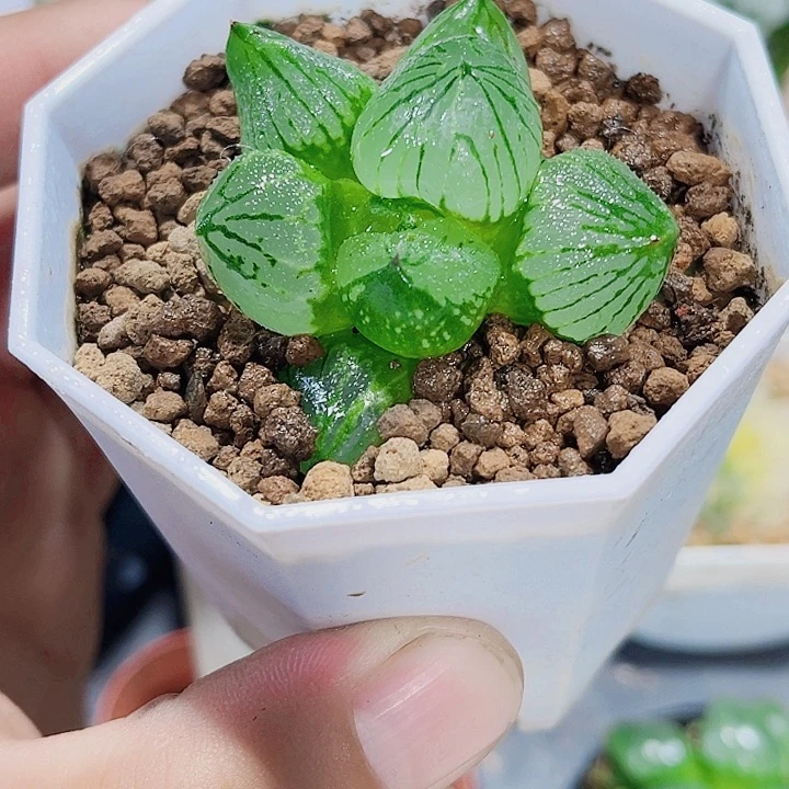 虞美人精品十二卷