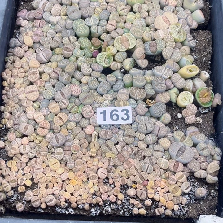 163 生石花一物一图如图