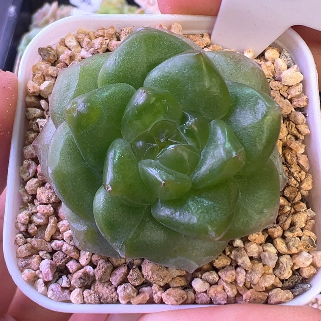 828号糖心混晗雨多肉