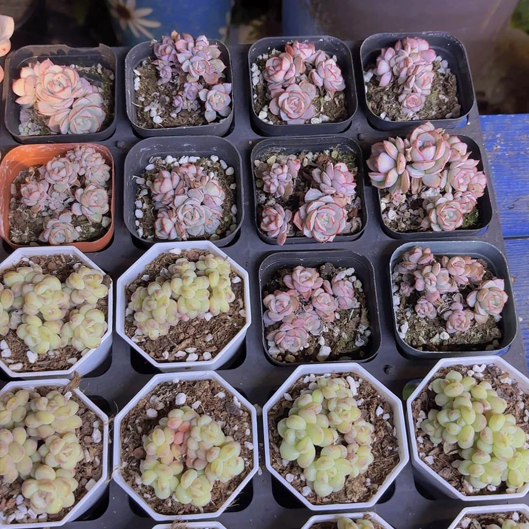 凌波仙子一颗量拍