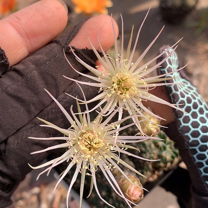 29 实生丽花7厘米盆