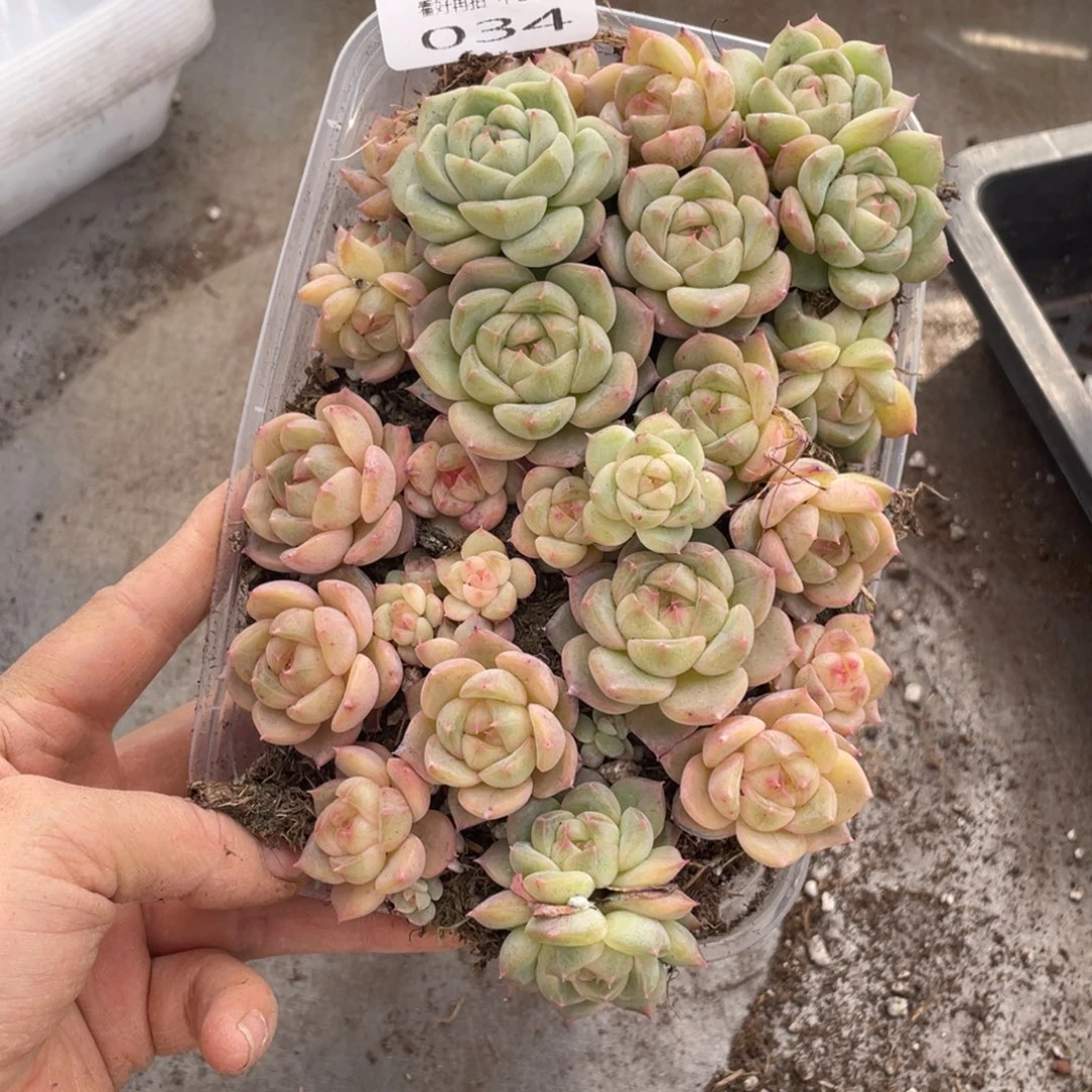 糕大上多肉植物034