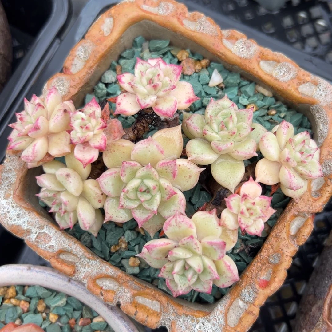 璀璨精控多肉一物一拍