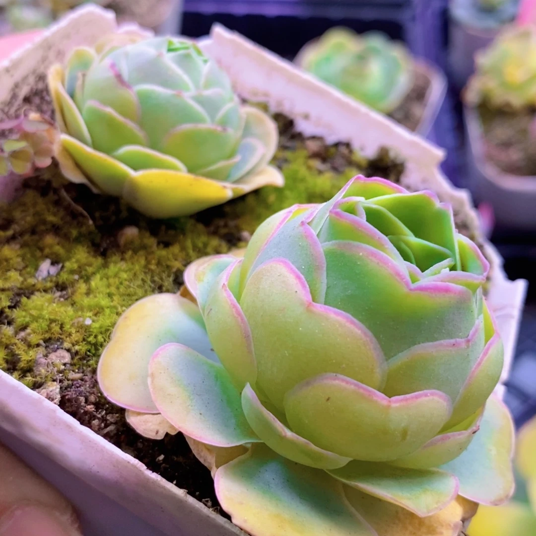 山地玫瑰福利一物一拍347混血