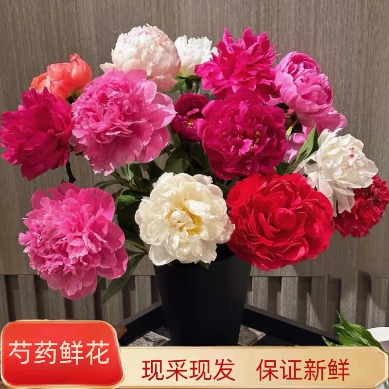 开播福利现货牡丹芍药鲜切花