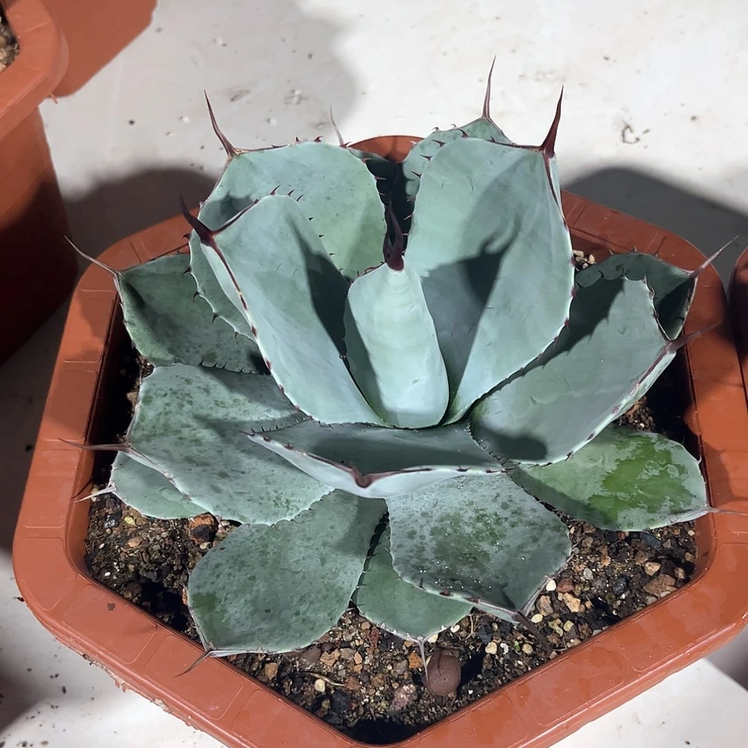 良*福克斯福利158