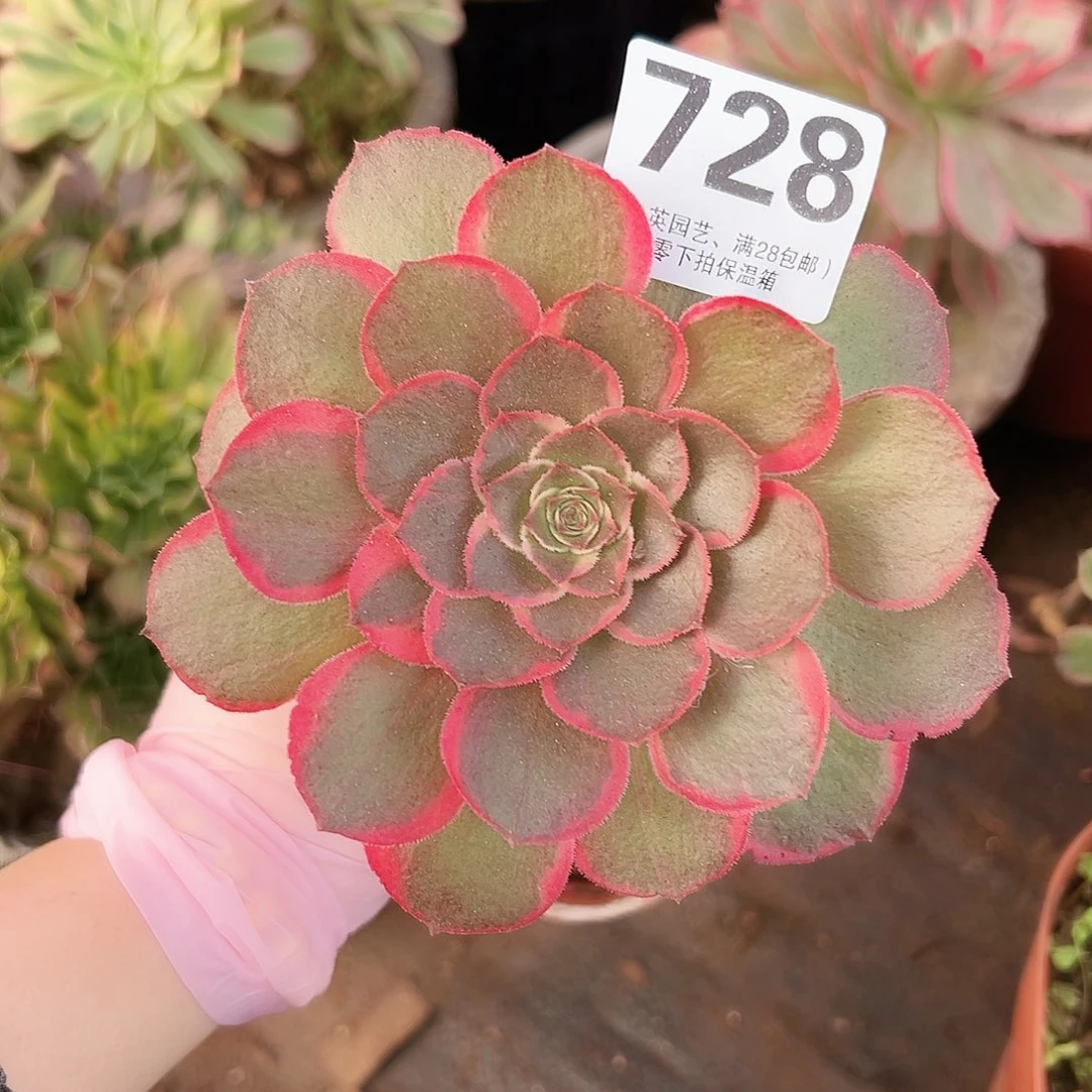 多肉植物多肉植物728