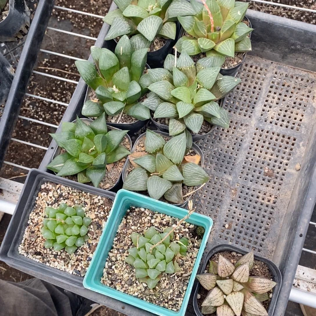 我*谁1076 九棵福利。