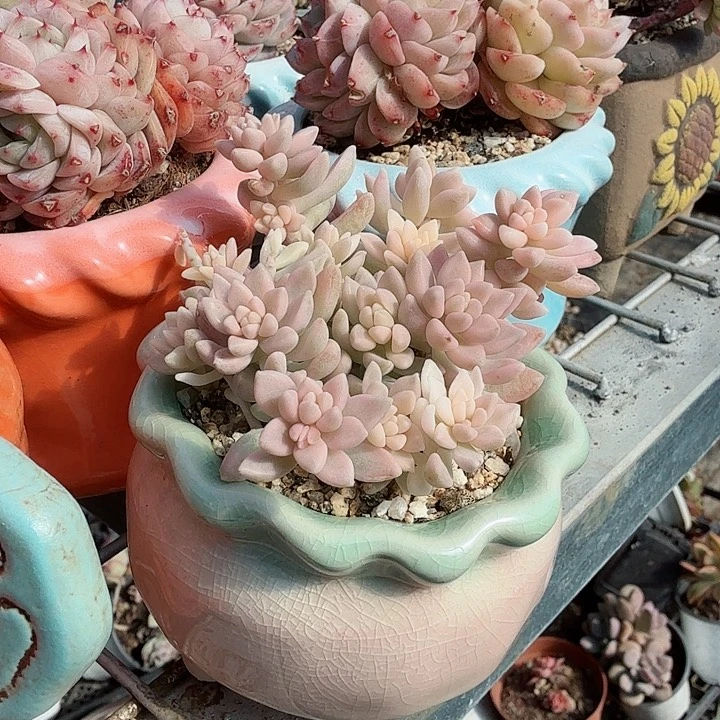 丸叶姬秋丽锦多肉植物