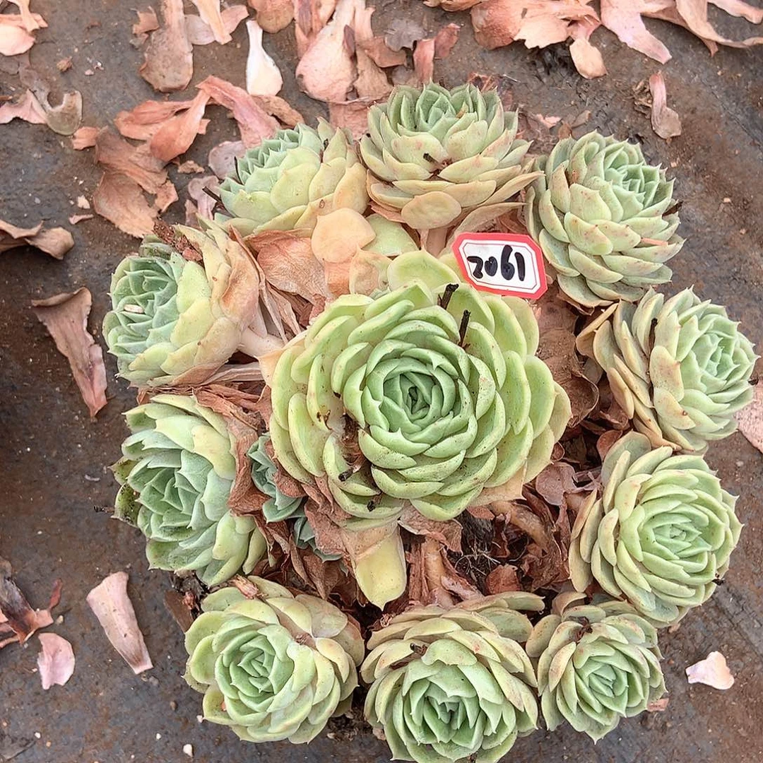 昂斯诺2061晓晓一物一拍