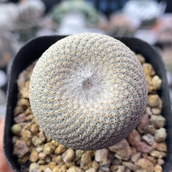 小人帽子        折后价