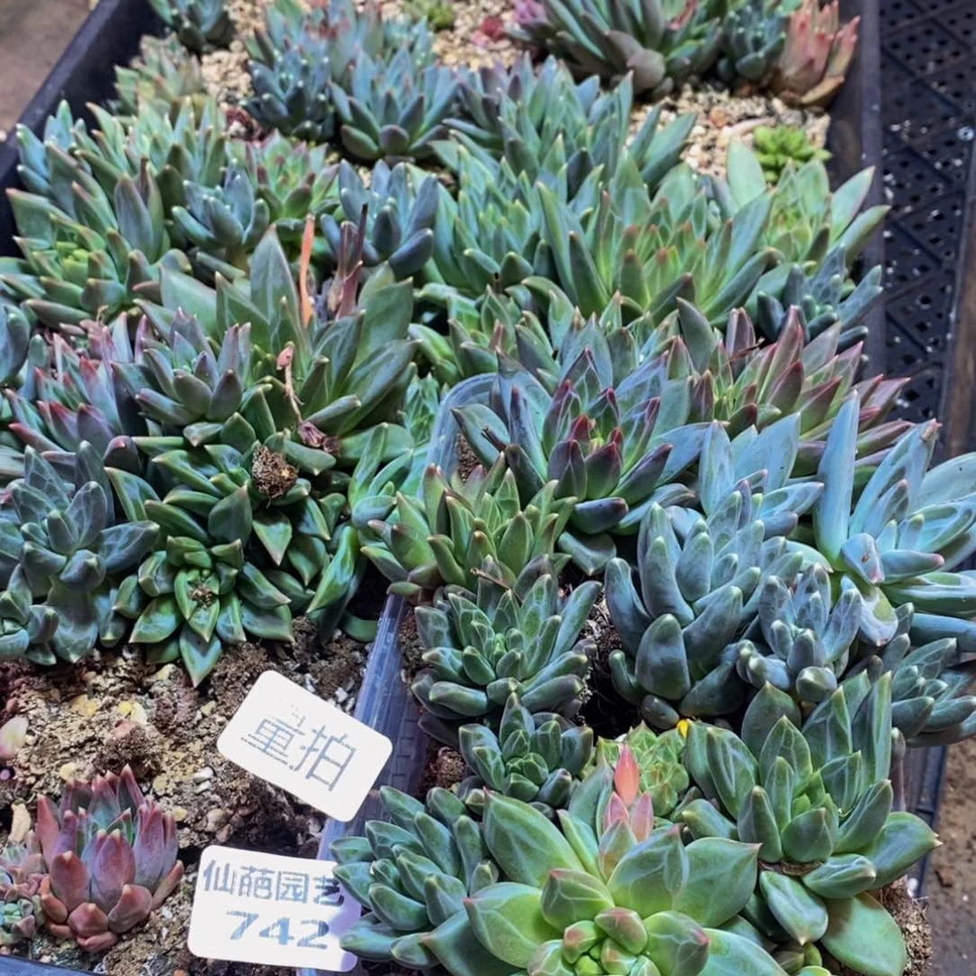742多肉植物保护研究所量拍一盒