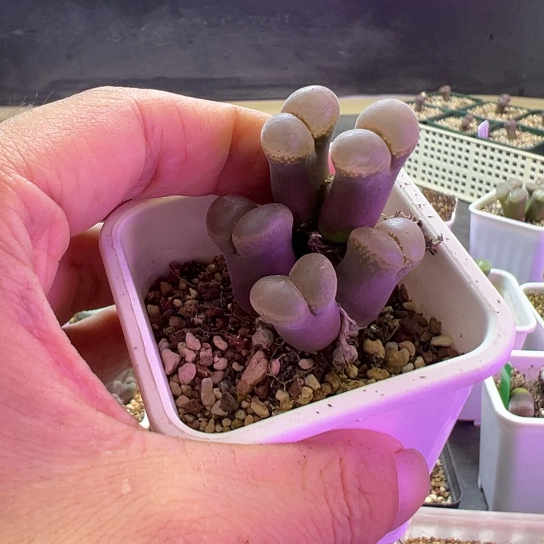 S***o补差价  肉锥植物