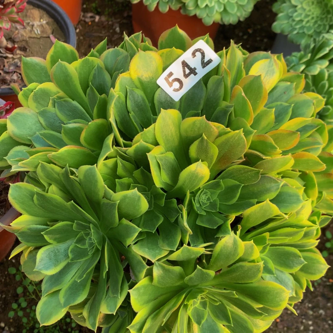 【闪购商品】542青蒙多肉