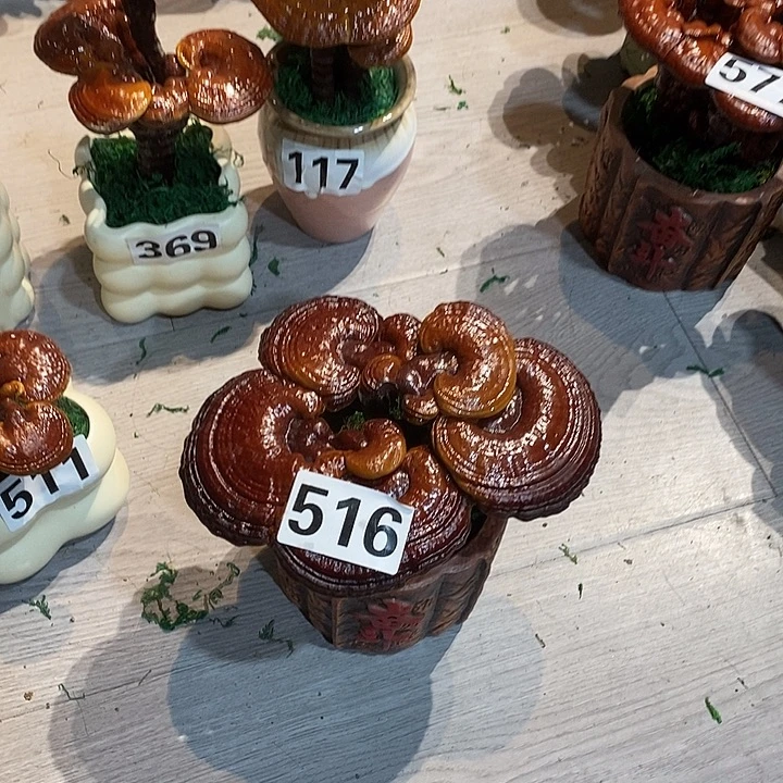 无花朵发财树发财树