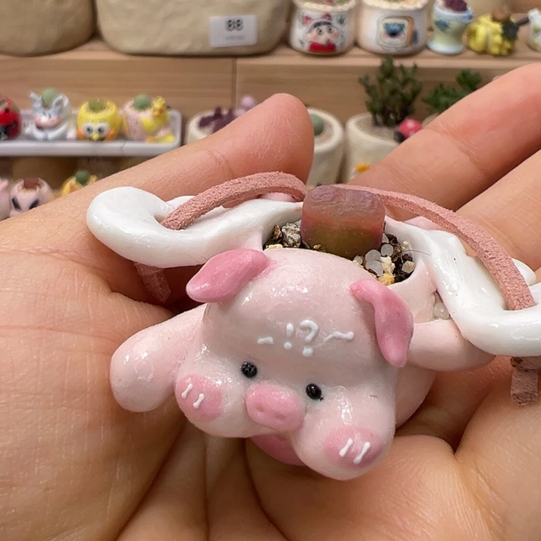 多肉植物109号飞猪