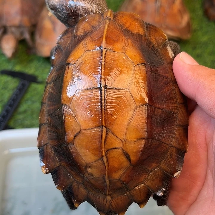 …***…绿毛龟母剧院闭壳龟