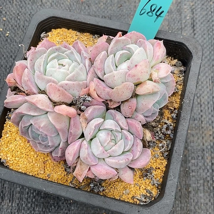 l**a684多肉植物老桩