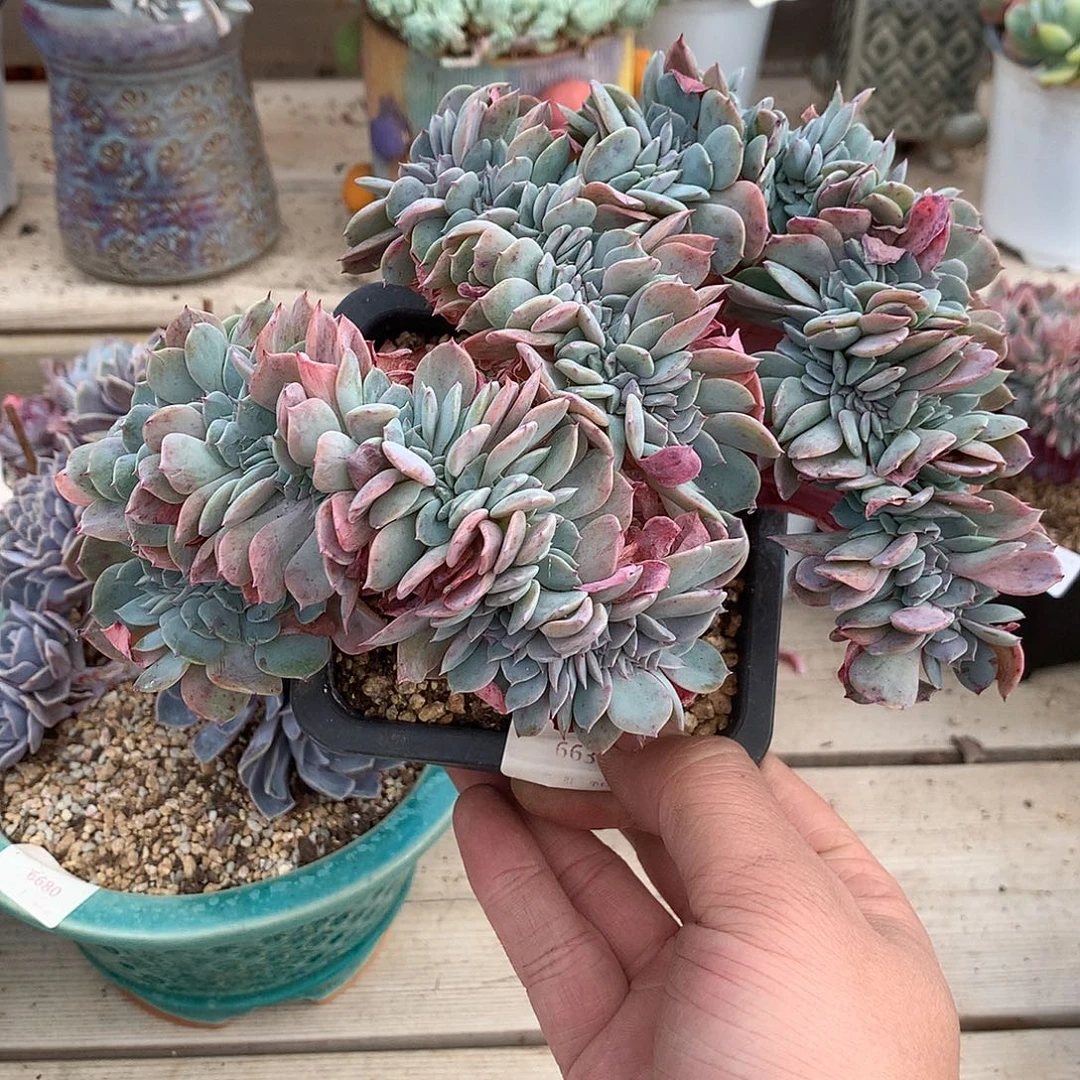 6635原始海棠花缀化一颗17.5厘米